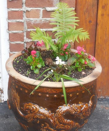 My Chinese pot in front of the house.