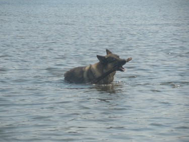 Lalou enjoys her big pool, Lake Two Mountains.