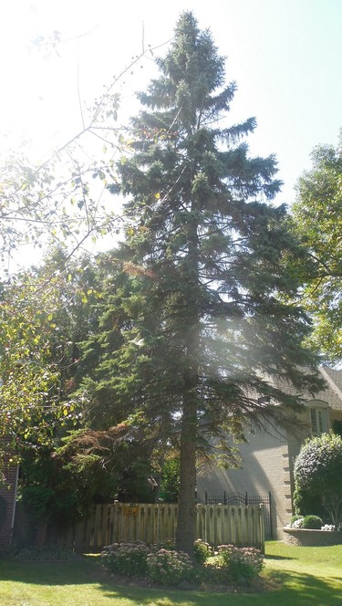 The big evergreen in front of our house.