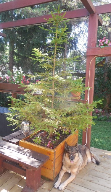 My little evergreen on the patio guarded by Lalou.