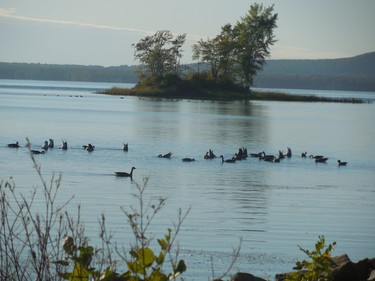 Geese relaxing in their big pool.