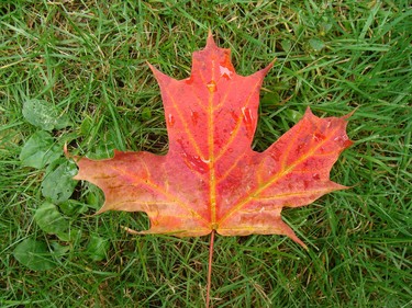 Colorful maple leave.