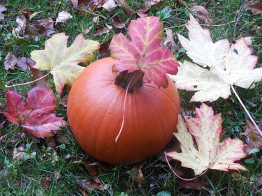 Our pumpkin.