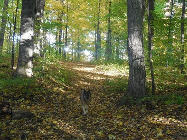 Nice weather to go for a walk in the woods with my dog Lalou.