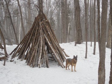 Lalou enjoying the tepee trail.