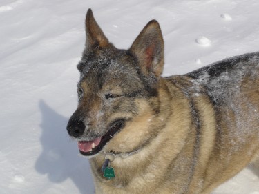 Lalou enjoying the snow.