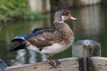 This duck photo was taken at the Ecomuseum.