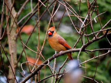 Female cardinal waiting for a treat