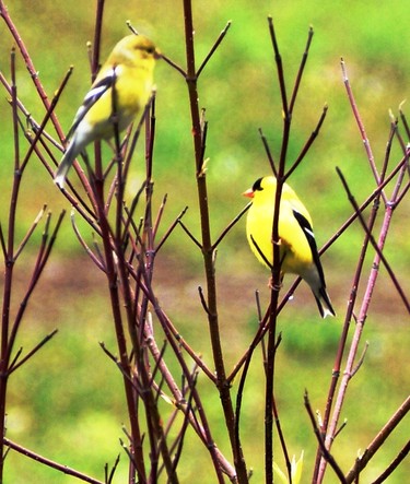 Those beautiful yellow finches are back. What a delight to see them?
