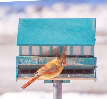 This Female Cardinal was the first one seen at our feeder this spring.