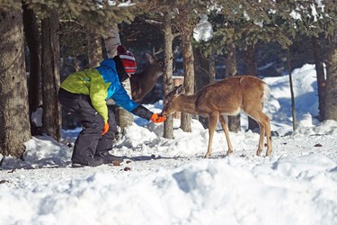 You don't see this often: hand feeding a deer.