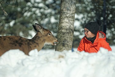 Eye to eye with a wild deer