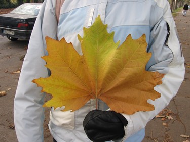 This is the largest Maple Leaf I have ever seen.