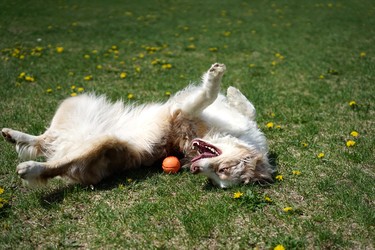 Summer is here Mia enjoying a good roll.