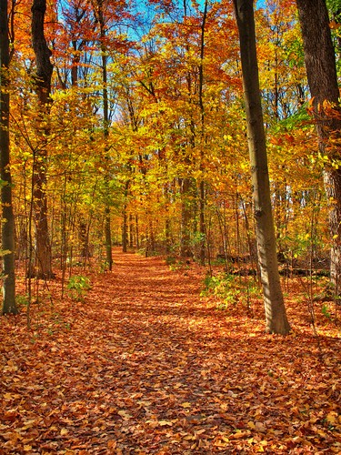 Beautiful fall golden colours