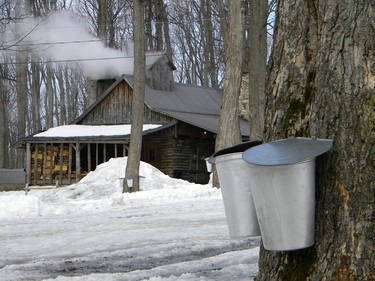 It must be A bucket gathers sap on a maple tree.