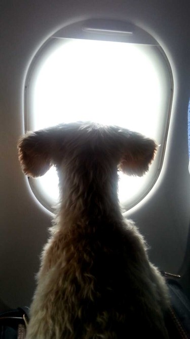 Harry waits for gate to clear at Trudeau airport.