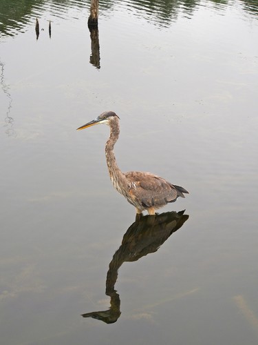 Great blue heron looking for fish, it's been a long winter.