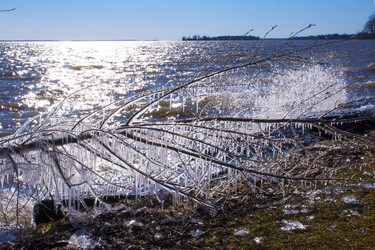 On a spring walk on the waterfront the bushes and fallen trees were covered with ice from the waves crashing on the shore.