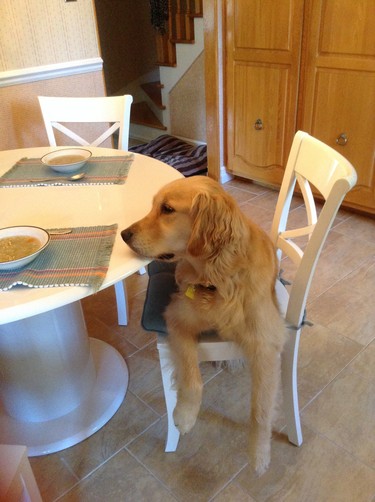 BELLA  joins us for lunch or dinner when we eat in the kitchen.No one showed her this she wanted to fill the empty chair. That is one way we love our dog.
