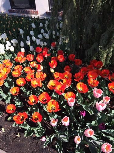 Colourful tulips in bloom at Community Centre