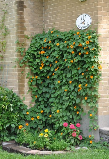 Beautiful Black Eyed Susan vine has loved the warm weather this summer.