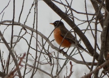 A Robin who has decided to stick around this winter. Picture taken on January 09, 2016, my backyard in Lachine. Russ Clark, Lachine