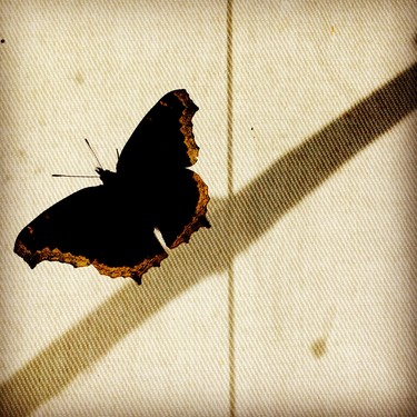 This butterfly landed on the perfect spot of a blind, and stuck around for me to take a picture!