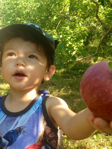 Picking apples at Quin Farm