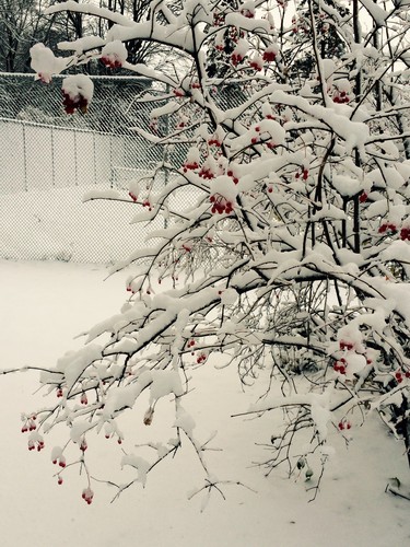 Pretty berries right after snowfall.