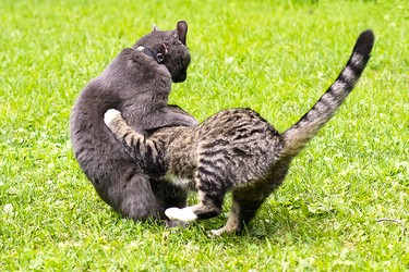 These 2 are best buddies who love to wrestle all the time.