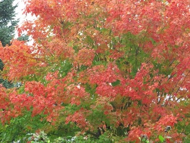 Nothing like an October maple tree