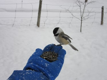 Always a great joy to feed the chickadee in my hands.