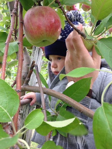 Ben is looking for the perfect apple!
