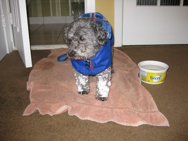 Donny, our miniature poodle, is not a happy camper when winter rolls around!