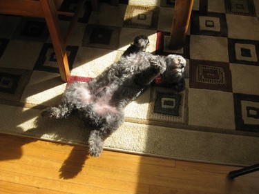Donny prefers sun worshipping in the air conditioned house!