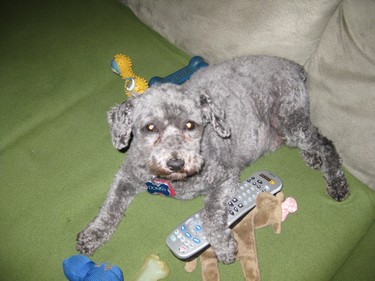 Not only does Donny guard his toys but now he's hogging the remote!