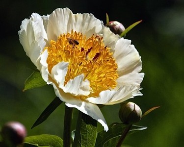 Peony in my garden