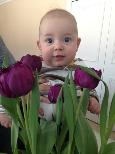 Tulips taste good!