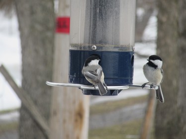 These cute little chickadee are regular visitors!