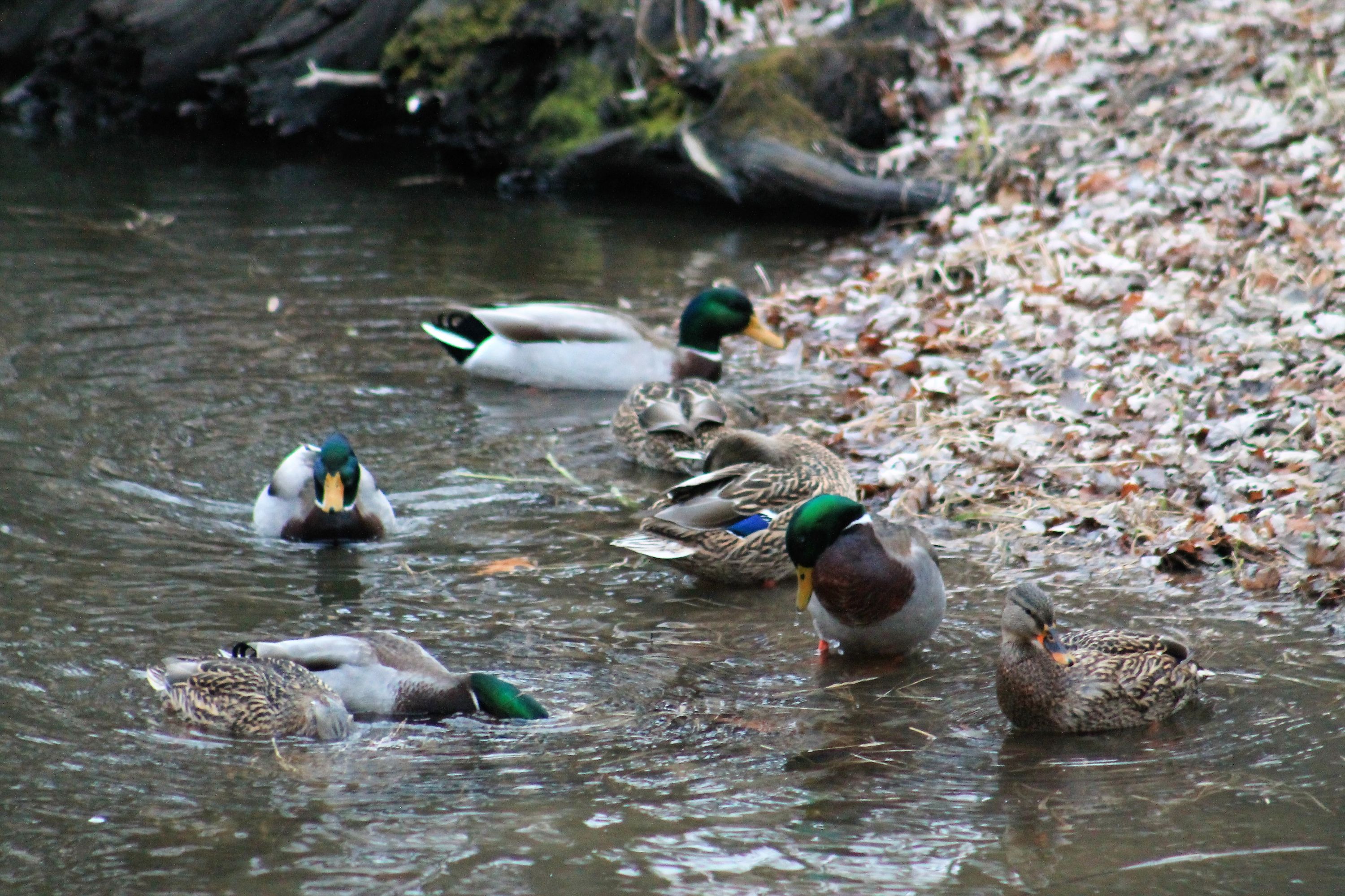 Gallery: Photo of the Week: The birds | Montreal Gazette