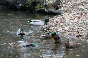 Open water and lots to eat as these mallards find near Jack Layton Park in Hudson