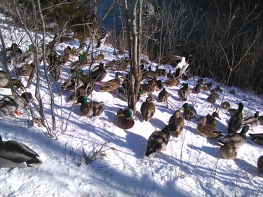 Walking around Centennial Lake, I was surrounded by these ducks - I guess they could not afford to fly south this winter due our low loonie!!!