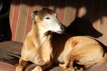 Chadoe, a 12 year old Greyhound, has enjoyed her retirement from racing since she was 3. Her favorite time of day is early morning where she is a sun worshipper. Later in the day she prefers the air-conditioned house.