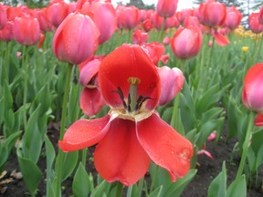 Ottawa tulip festival &ampnbsp;