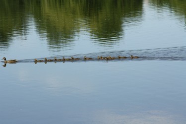 ducks in a row lasalle wildlife park