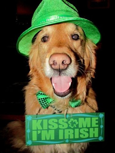 This is Copper, my golden retriever all set for St Paddy's Day....Slainte !!