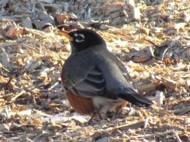 So nice to see the robins coming back. A sure sign of Spring  !