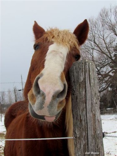 Here is " Big Jim " clowning around for the camera. Taken at " A Horse Tale Rescue" in Vaudreuil.
