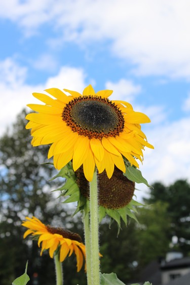 Sunflower catching the Sunrays